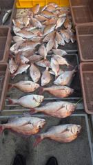 10월1일 타이라바 조황