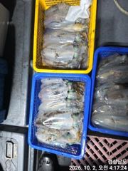 [거제] (무늬오징어)大물터~고구마 전후 막강한 파워~고잉메리호(3일 예…