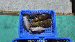 1일 아라피싱 야간무늬 팁런 촥촥 쭉쭉 ~