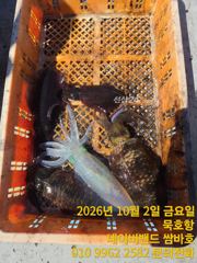 묵호항 무늬오징어