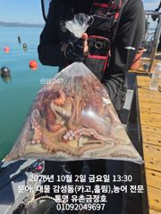 [통영] 통영 금정호 문어낚시 엄청난 바람에도 묵직하게 가져갑니다 일요일…