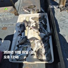 [마산] 돔앤돔호 오늘조황 입니다..마릿수.