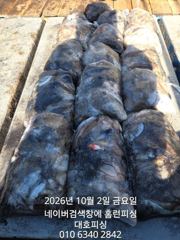 군산 대호피싱 2일 17분 쭈꾸미 마무리 소식 전합니다