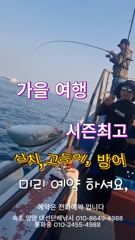 삼치,고등어,방어, 1타쌍피 막잡아 조황과 함께 내일 4자리 급취소(빠른연락 주세요)