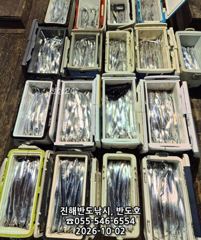 2일,내만갈치,담뱃갑 씨알에,엄청나게 나옵니다,매일출항(월,화~예약가능)