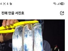 [진해] 내만갈치 선비 이벤트