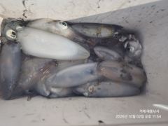 [거제] (팁런)인생 첫 무늬 초보팀 대성공~고수의 품격~대동낚시(오늘 …