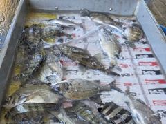 [통영] (풍화리)새풍화레저 뺀찌 & 살감시 대박 조황 외