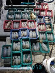 [통영] 10/2(금)6분조황 씨알과마리수 풍족 무늬오징어 팁런 통영베이…