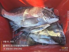 [부산] 에이스호 감성돔 4짜및 마릿수!
