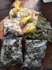 삼천포 물새호 주꾸미조황