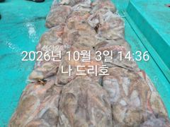 3일, 군산은 지금 ~싸이즈 확실한 덩치급 문어가~ 망탱이 굿굿조황~군산낚시프라자 나드리호