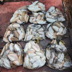 10월 3일 영흥도 ★ 백호 11인승 독선 조황 ★