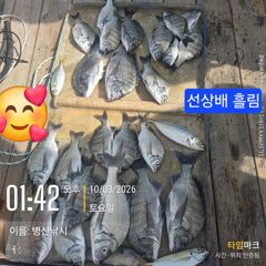 병산 감성돔38외 마리수 선상배&선외기 흘림조황~~