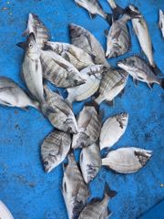 [고성] 신동화레져) 10월 3일 조황입니다