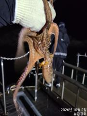 10월2일 야간돌문어 철수조황입니다!!