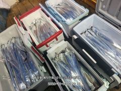 [통영] (왕갈치)먼바다 외줄 3지4지 도끼입질 쾅~동양호(오늘 예약)