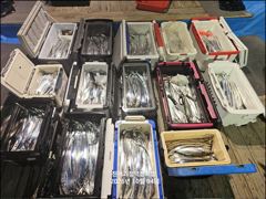 [4일입항] 내만갈치~ 굵직굵직 빵빵한 씨알에 룰루랄라~막판 피딩피딩!! [월요일부터 예약가능] 010-7660-2435