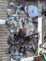 쭈갑조황 글만 보기