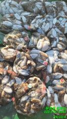 무창포_킹피싱_킹피쉬호_10월_4일_갑오징어_조황_입니다. 6일_3자리_12일_13일_14일_15일_16일_자리_남아있습니다.