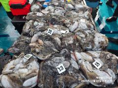부안골드피싱호, 10/4 갑오징어 조황입니다.