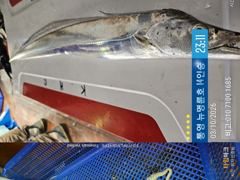 ＜＜통영 뉴명륜호 14인승＞＞ 大갈치 포인트 공략!!! 오늘도 포인트 찾아 고고~~ (화요일부터 자리여유)