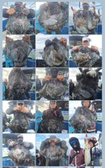 매일 출항합니다 ㅡ군산 먼바다 갑오징어 10.4