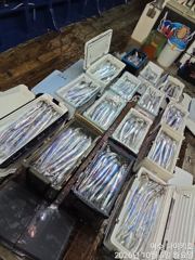 <여수 청홍낚시>텐빈 초보분들 대거 탑승!10월4일 씨알 좋은 갈치 쿨러 가득!!(내일6일(화)내만갈치 자리여유!!)