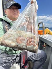 [고흥,녹동] 10월 4일 문어 조황입니다. 사진