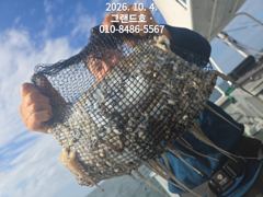 4일, 쭈꾸미 반,갑오징어 반~~망탱이 굿굿조황~군산낚시프라자 그랜드호