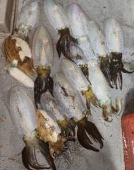 4일 무늬팁런게임 조황입니다