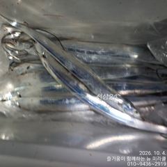 4일 뉴미라클 야간내만갈치 조황