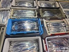 우와.5일새벽,내만칼치용가리 큰칼치 어마어마퍼담고 쿨러넘쳐,타작`,오늘예약가능~
