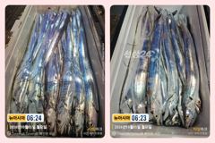 [통영] 통영 뉴 아시아호>> 깊은 수심층 집중공략으로 쿨러 가득~
