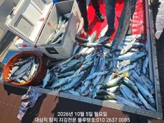 5/월, 오전ㅡ씨알 좋은 고시삼치들, 방어들 폭발로 터지다!