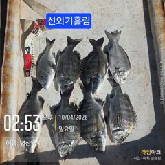 [고성] 병산 감성돔38외 마리수 선상배&선외기흘림조황~~