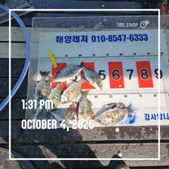 해양레저 주말 흘림 감성돔 갑오징어 마리수 조황