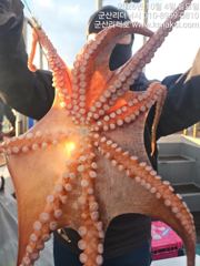 ▼▼군산리더호 ●황금물때 문어출항~~!!