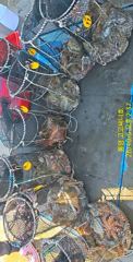 (문어)32수28수27수 전갱이 잡 듯 매일 초대박~고고써니호(6일 예약)