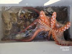 경동레저(신광) 선외기낚시 돌문어 조과 사진