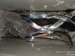 4일 내만갈치 조황입니다