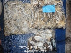 [홍원항타이탄호] 10월4일(일) 묵직해진 쭈꾸미,갑오징어 조황 사진
