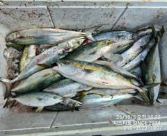 씨스타호 감포 내만에 삼치·중방어가 몰려왔다! 1타 2피까지 터진 씨스타호