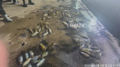 내만무늬팁런 연일 세자릿수 ~!! 오바 씨알 베리굿~!! 마릿수!! ((오늘 자리여유~!!