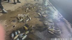 [거제] 내만무늬팁런 연일 세자릿수 ~!! 오바 씨알 베리굿~!! 마릿수…