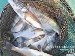 [거제] 가조도 청곡연합레저 선외기 땐마조황
