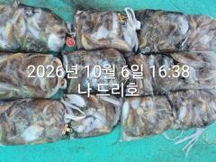 6일, 군산 갑오징어~대박시즌 ~오늘도 망탱이 굿굿조황 ~군산낚시프라자 나드리호