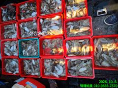 군산 먹깨비호 갑오징어 굿조황