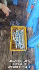 실시간 2탄 칼치 풍년이요