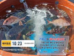 [부산] 태종대권 5짜 감성돔 외 마리수